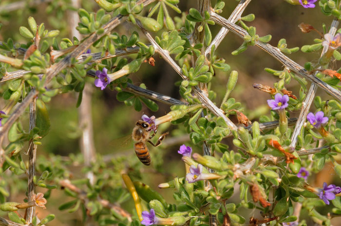 Fremont's Thornbush provides nectar for native honey bees. The dense shrubs also provide protection for ground birds and small mammals. Lycium fremontii